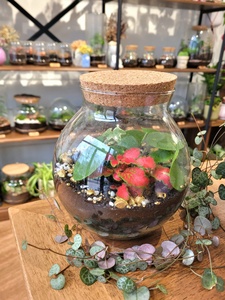 Atelier terrarium