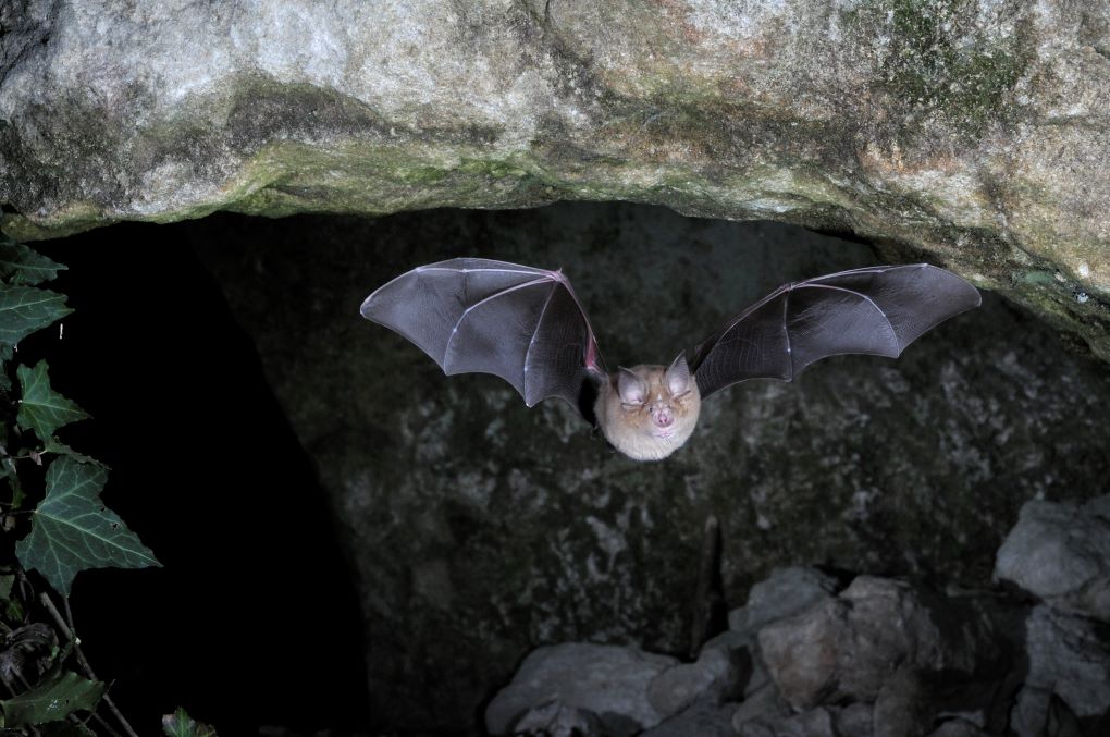 Nuit Internationale des chauves-souris